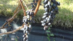 Виноград кишмиш Джой