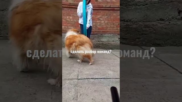 Кто умная девочка? #собаки#дрессировка#колли#танцы#музыка#красиво#животные#команды#bog#animals#beau