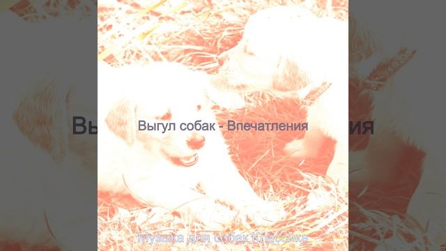 Атмосфера (Собаки) смотреть онлайн