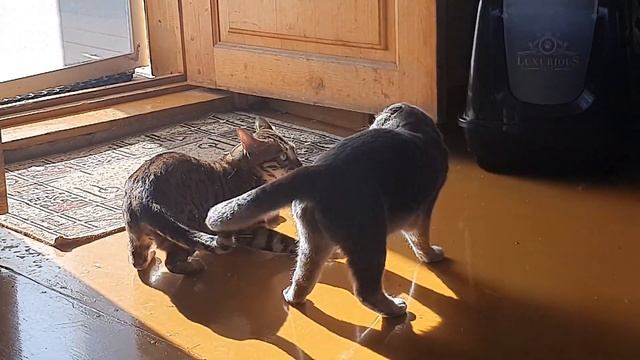 Бенгал и Шотландец дерутся