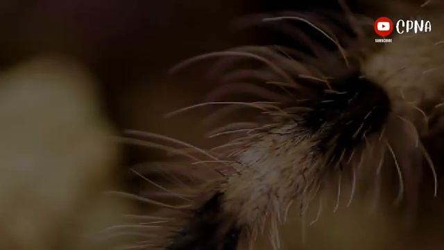 26+ Tarantulas: Which One's Scariest? #tarantula #scary смотреть онлайн