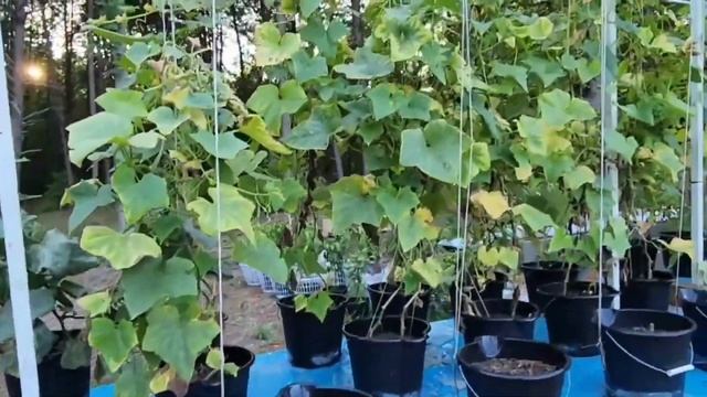 МОЙ НЕОБЫЧНЫЙ ОГОРОД // КАКОЙ БЫЛ И КАКОЙ СТАЛ // США смотреть онлайн