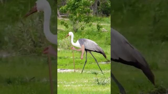 Если бы у птиц были руки смотреть онлайн
