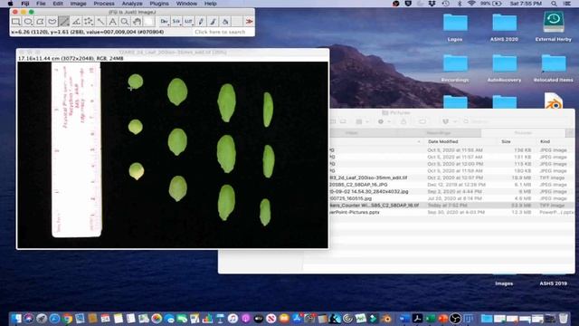 ImageJ Tutorial 4.3 - Measure Leaf Number and Area Using Particle Size Analysis смотреть онлайн