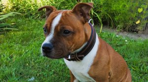 Стаффордширский бультерьер. Щенок.  Первая прогулка. 2022