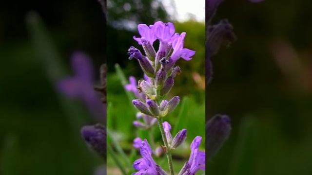 Лаванда. Дмитрий Шлапак смотреть онлайн