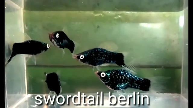 swordtail blue berlin смотреть онлайн