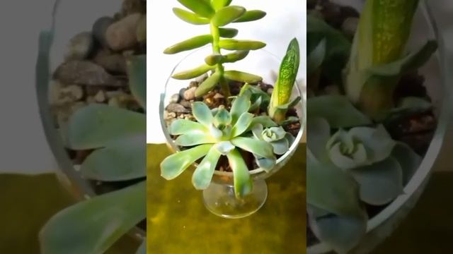 садик из суккулентов смотреть онлайн