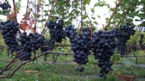 Виноград Неро