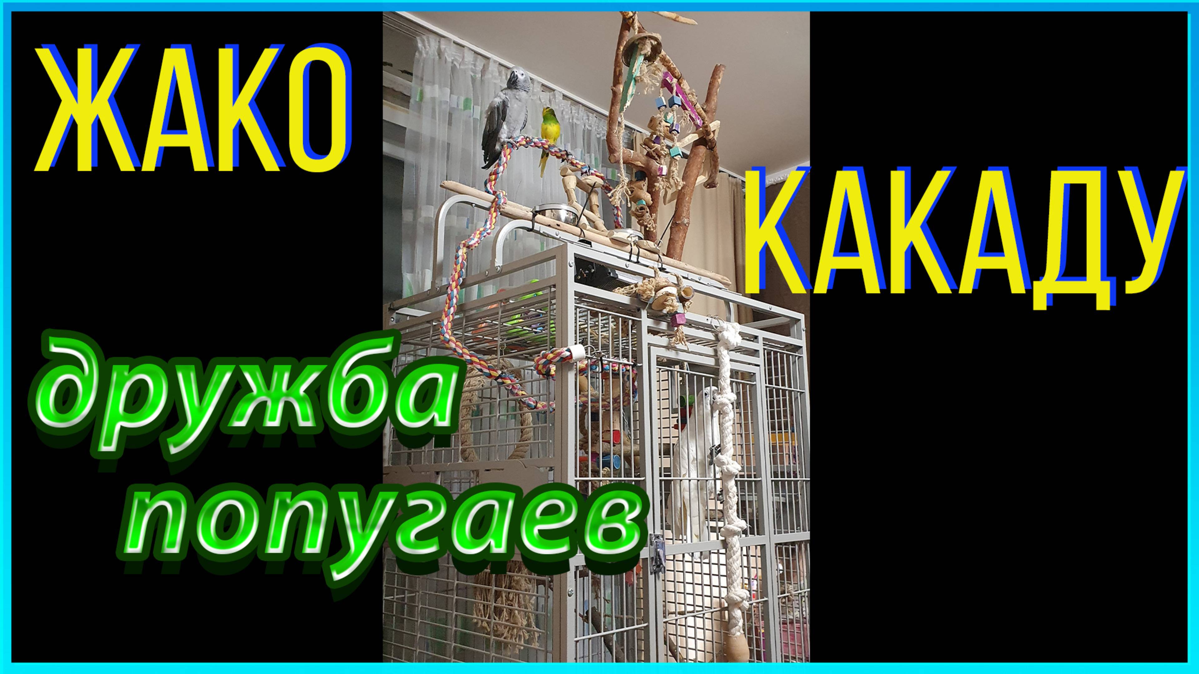 Какаду Альба играет с ребенком, большой домашний попугай смотреть онлайн