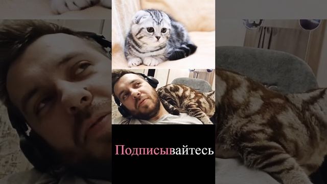 Мой любимый котэ #shorts #юмор #кот #cat смотреть онлайн