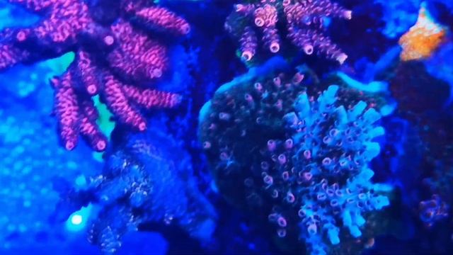 SPS Dominant reef with ATI Straton & Fauna Marin balling смотреть онлайн