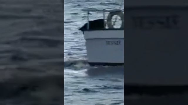 ¿Por qué las Orcas no atacan a los humanos en la naturaleza? смотреть онлайн