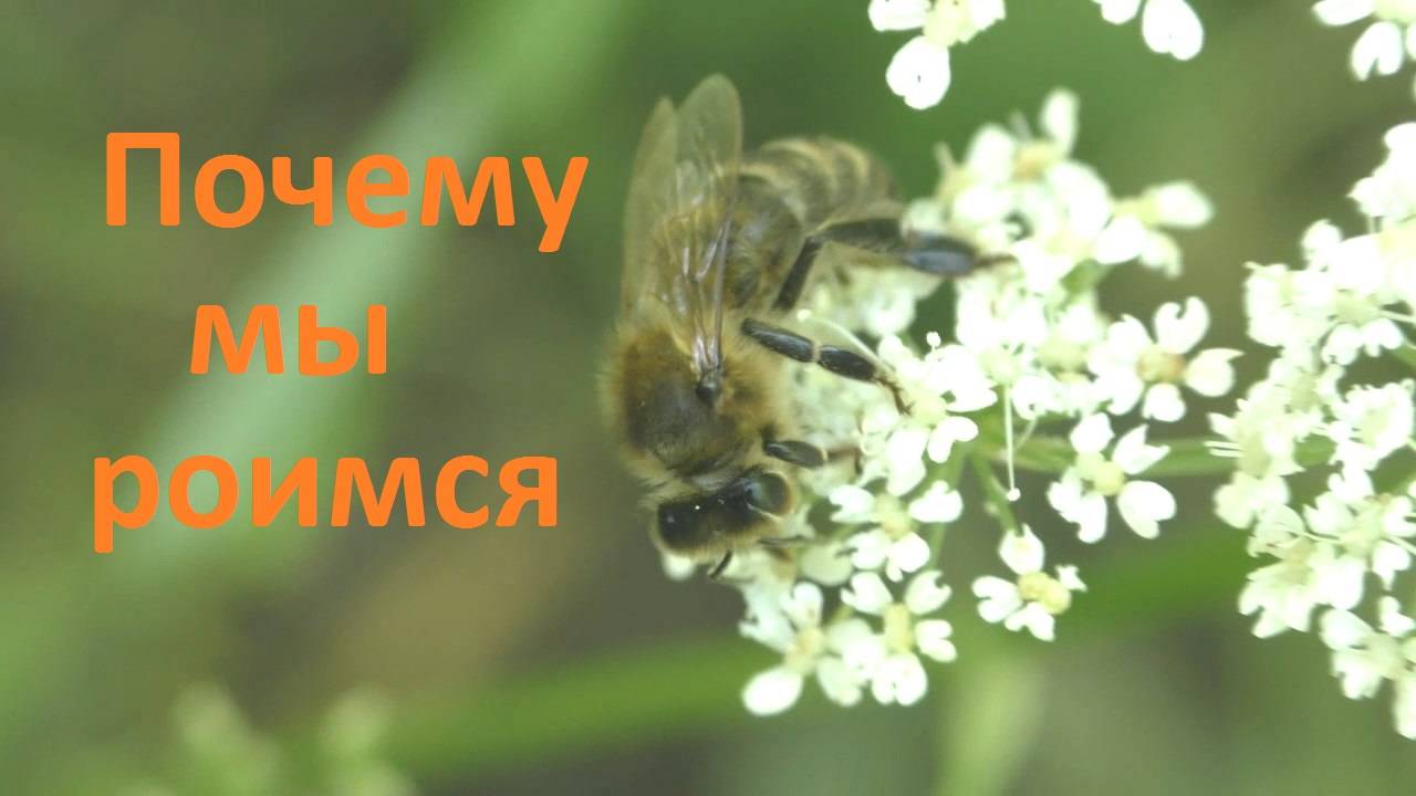 Для пчел роение мера вынужденная и рискованная смотреть онлайн