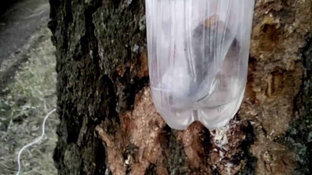 11.03 время березового сока смотреть онлайн