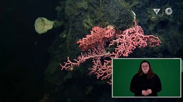 Live from the Deep: Explore the coral and sponge gardens of Sur Ridge смотреть онлайн