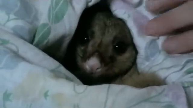 Furry Clitters!? смотреть онлайн