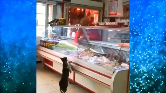 Это просто надо видеть // Котофей Иваныч пришел за колбасой // Пару килограмм пожалуста . смотреть онлайн