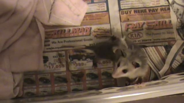 Little opossum sisters are a pain смотреть онлайн