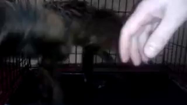 Мокрая лиса смотреть онлайн