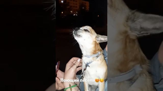 Поющий пёс #юмор #собака #песни #поющийпёс смотреть онлайн