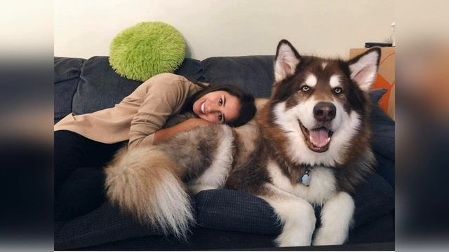 Аляскинский МАЛАМУТ смотреть онлайн