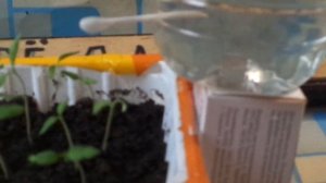 КАПЕЛЬНЫЙ ПОЛИВ ДЛЯ ЦВЕТОВ И РАССАДЫ  ИЗ ПЛАСТИКОВОЙ  БУТЫЛКИ