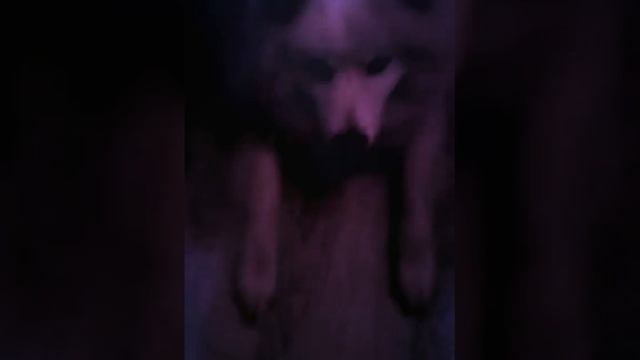 Моя любимая собака смотреть онлайн