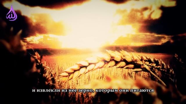 Мухаммад аль Люхайдан, сура Йа Син, 25-44 смотреть онлайн