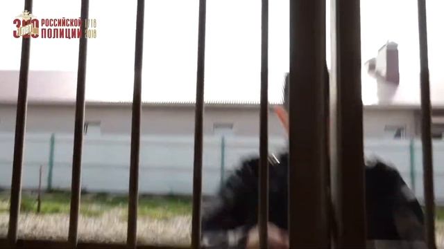 Человек и собака