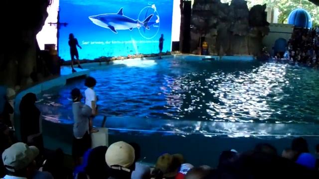 Ocean Dream Samudra.Shoot Video Sony DSC H400. смотреть онлайн