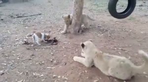 Любые кошки  боятся собак!!!