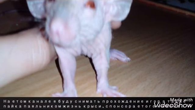 Приветствия канала Бешеные Крысы смотреть онлайн