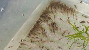 Коридоросы Пигмеи