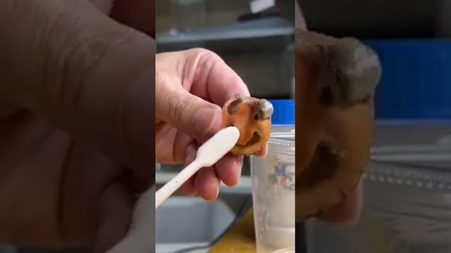 черепаха смеётся смотреть онлайн