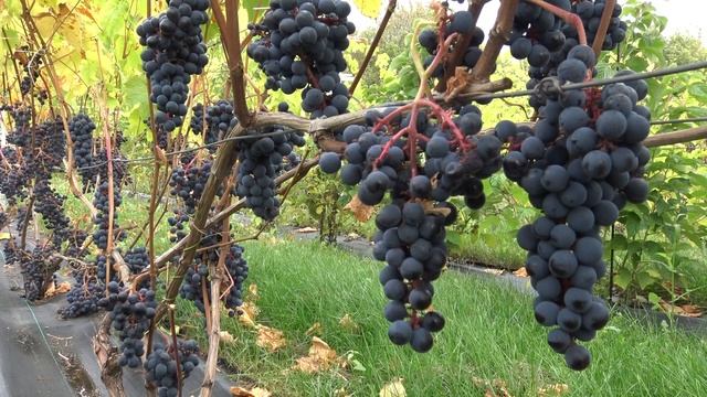 Виноград Благодать смотреть онлайн