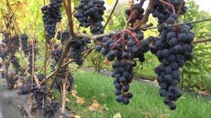 Виноград Благодать