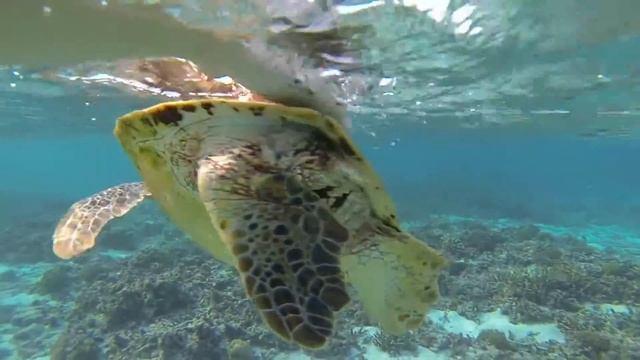 Turtle dance смотреть онлайн