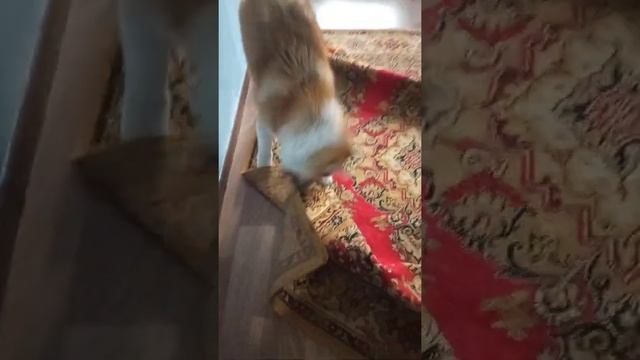 Скажений пес кусає все підряд смотреть онлайн