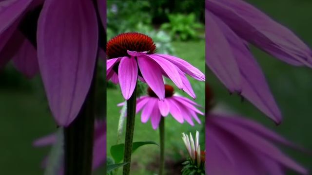 Эхинацея (Рудбекия пурпурная). Дмитрий Шлапак смотреть онлайн