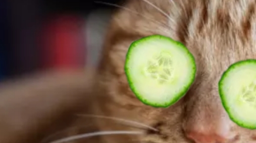 играю в чикенган часть 2