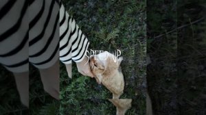 кошечки хорошие лишнего не скажут (speed up) 🐱