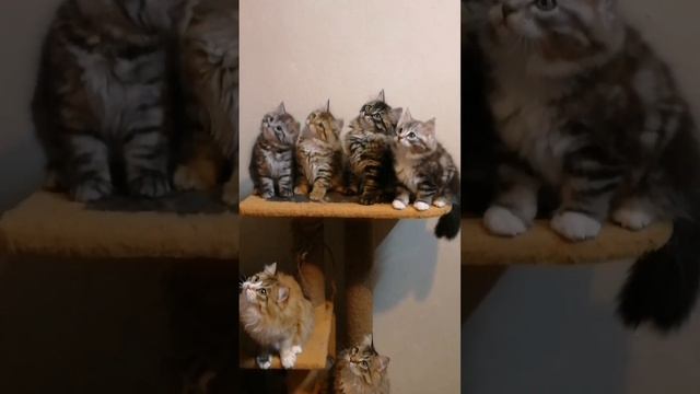 siberian kittens. сибирские котята. питомник Taymur смотреть онлайн
