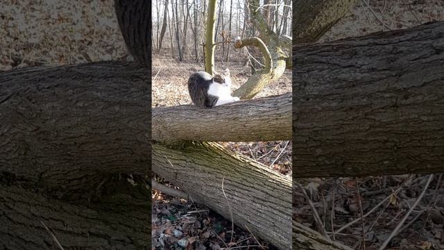 LuCa checking the big log (2) смотреть онлайн
