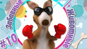 ЗАБАВНЫЕ И СМЕШНЫЕ ЖИВОТНЫЕ / ПРИКОЛЫ С ЖИВОТНЫМИ / ЛУЧШИЕ ПРИКОЛЫ № 10