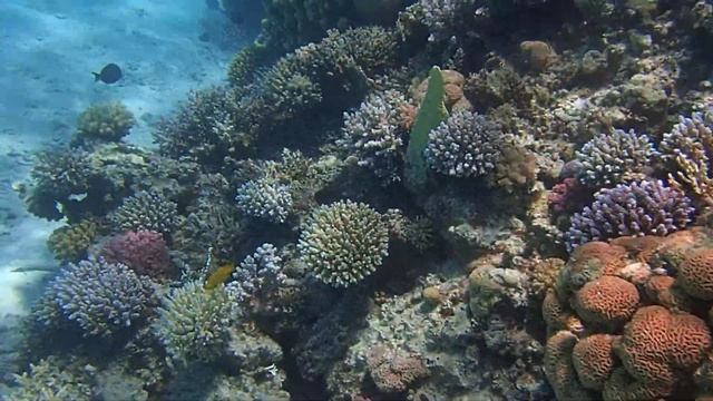 вокруг кочки у Pyramisa Beach Resort Sahl Hasheesh