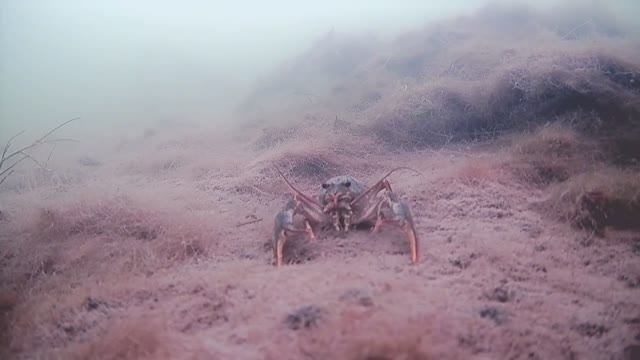 Зимний рак на блесну смотреть онлайн