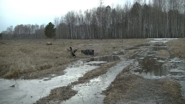 Подсадная утка и охота с ней #3. Как правильно подготовить подсадную утку к охоте.Советы начинающим.