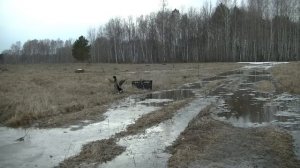 Подсадная утка и охота с ней #3. Как правильно подготовить подсадную утку к охоте.Советы начинающим.