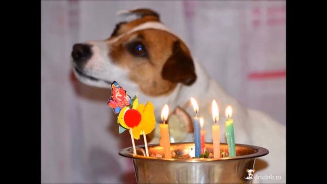 Милые собаки